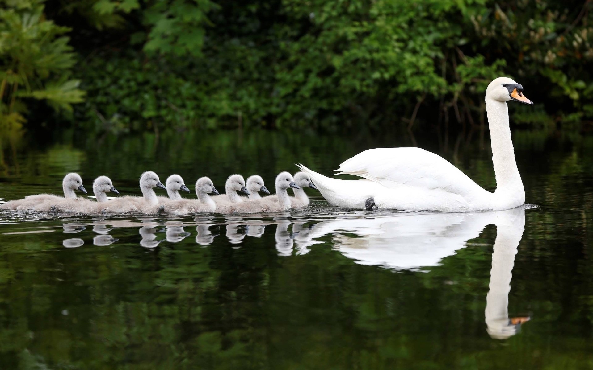 cigno pulcini riflessione acqua