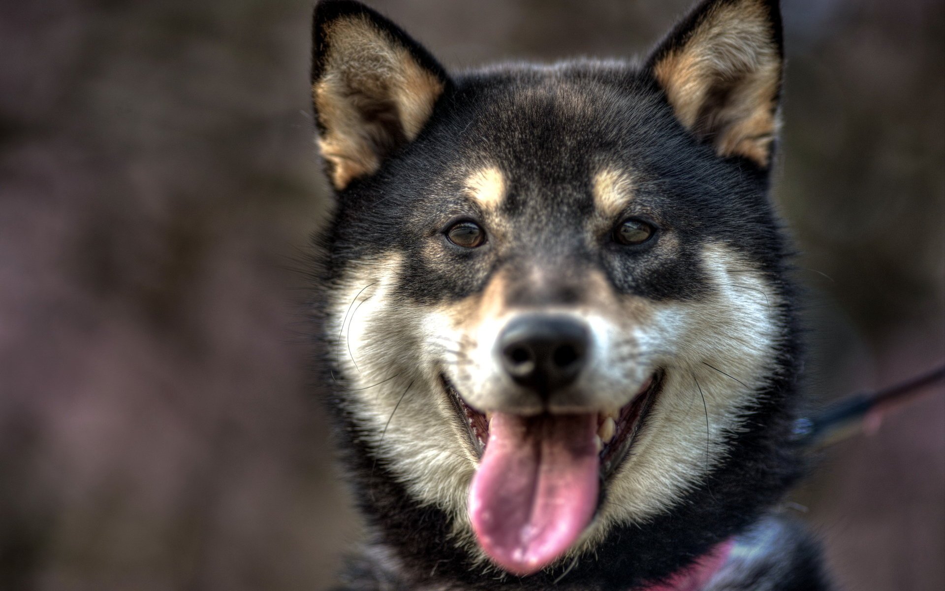 perro amigo mirada