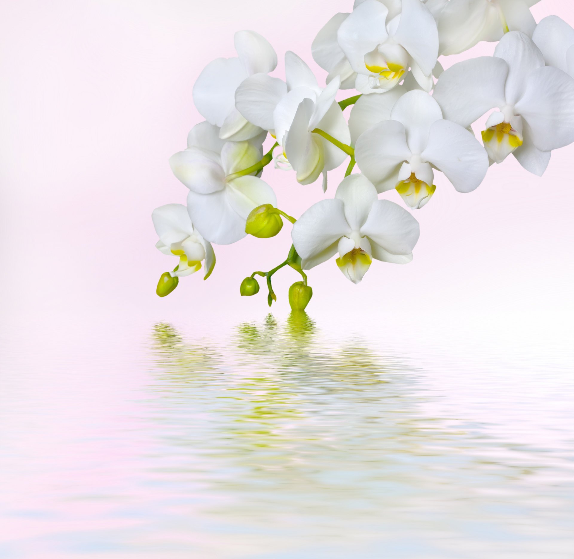 цветы мacro tenderness petals white phalaenopsis branch flowers orchid beauty