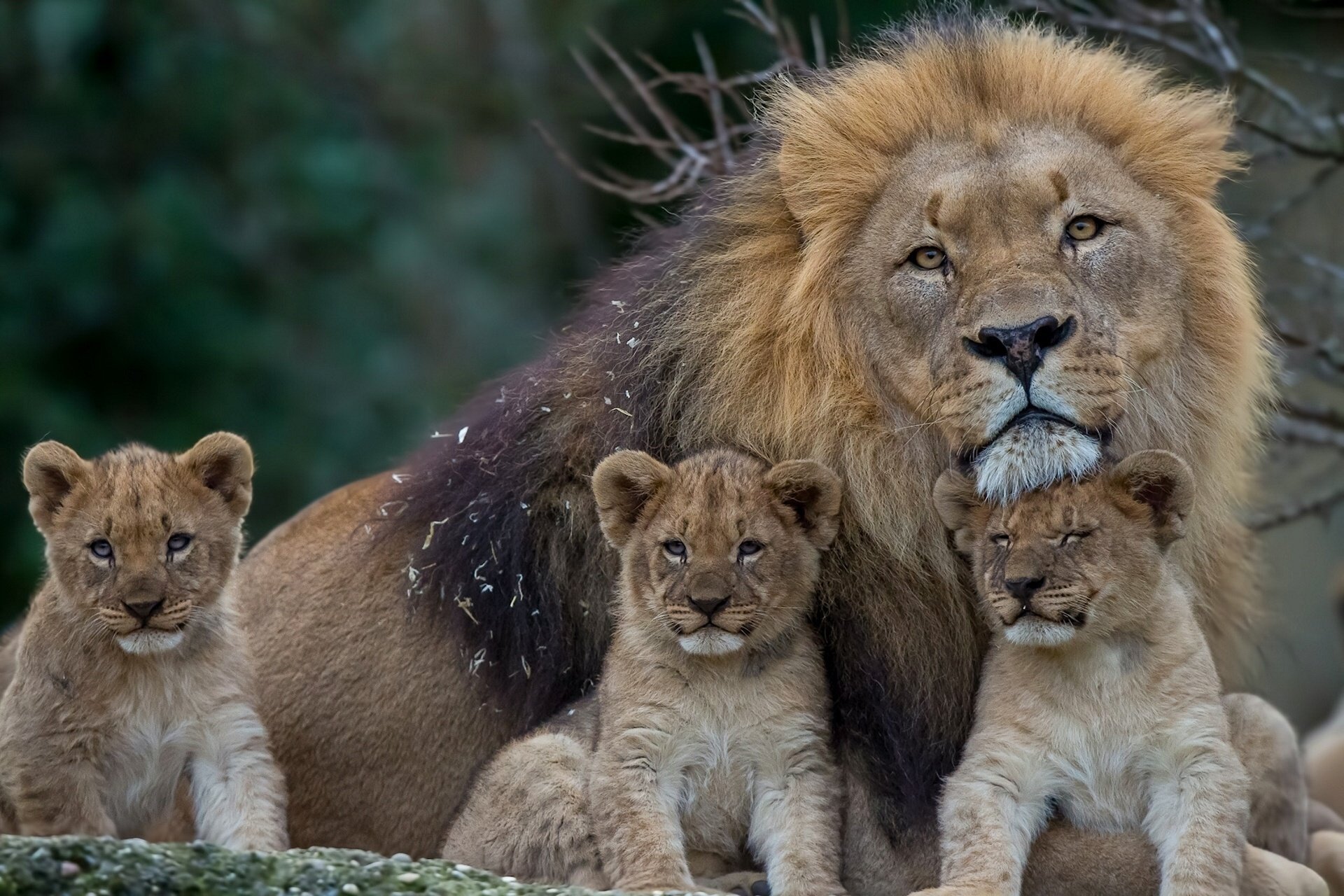 paternidad leones cachorros crin gatitos león cachorros