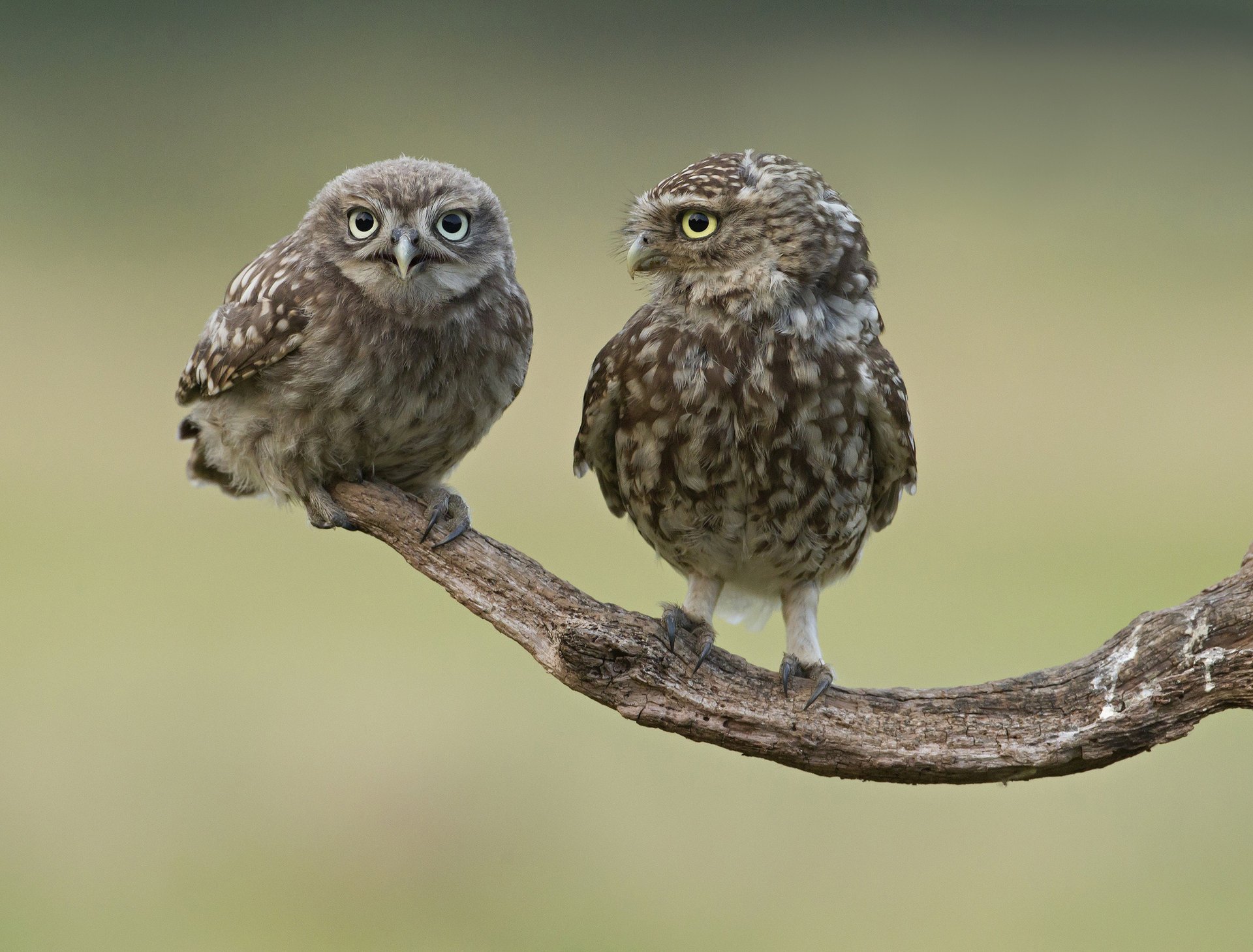 branche hiboux deux oiseaux