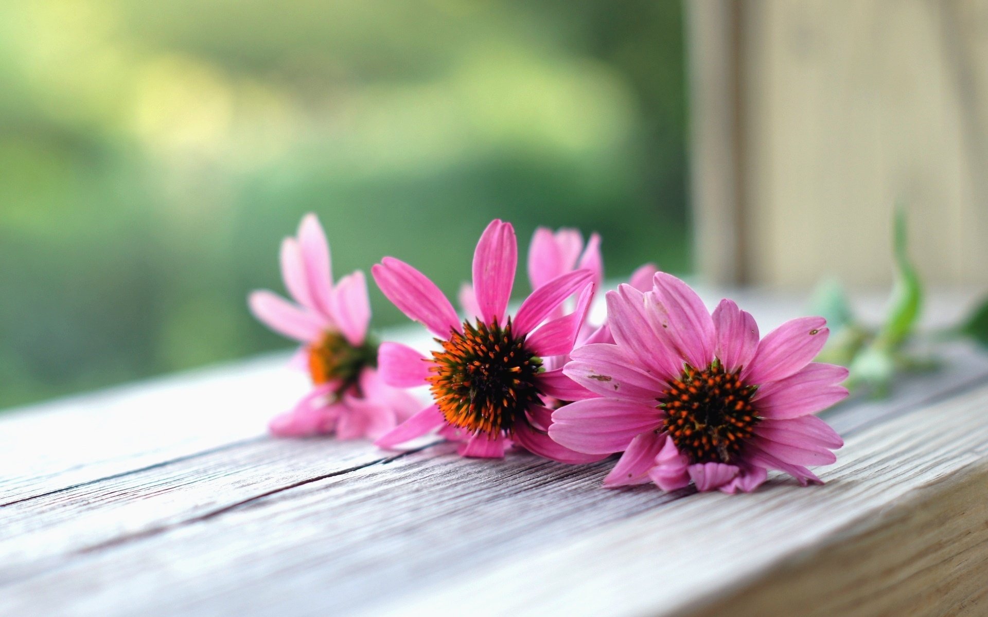 macro flowers flower blumen rosa blumen hintergrund blume