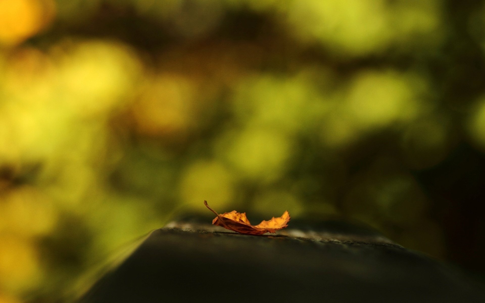 macro background leaflet orange blur leaf wallpaper