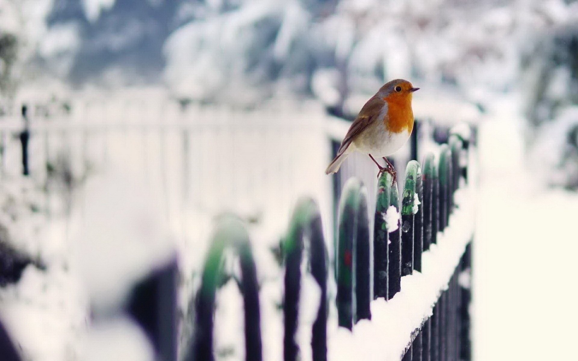 winter bird the fence snow