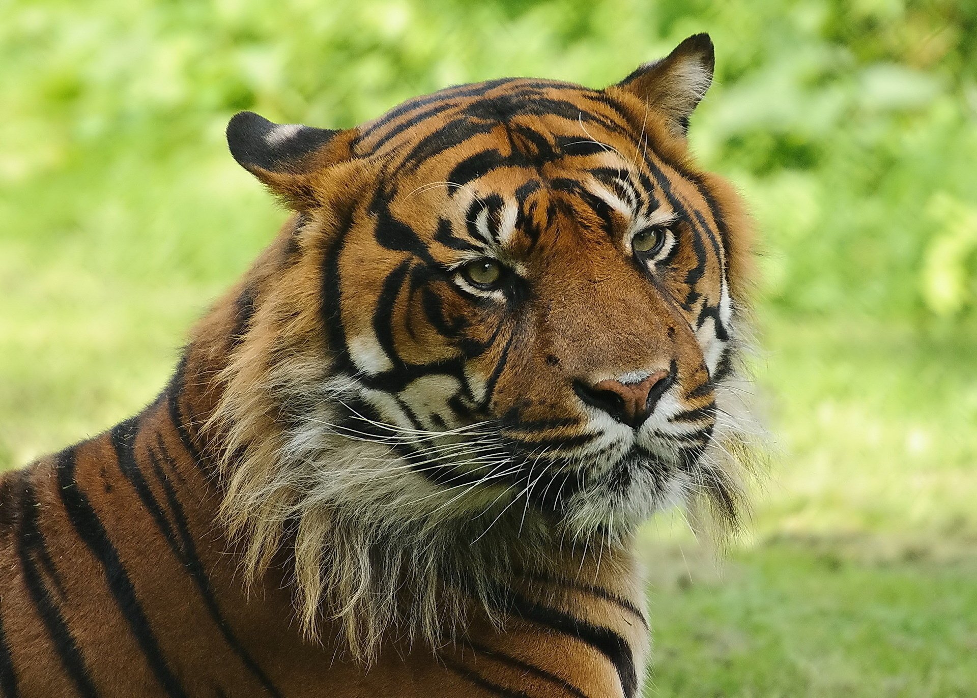 gestreifte katze tiger schnauze