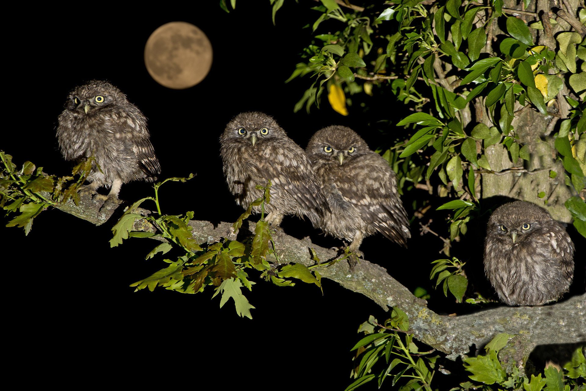 hiboux nuit branche poussins lune oiseaux