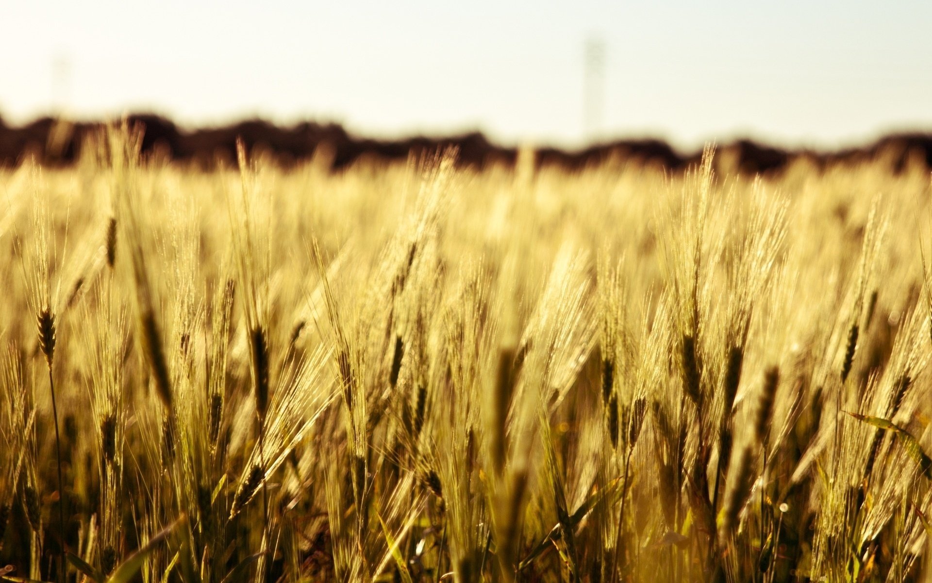 macro spikelets field rye ears wheat macro