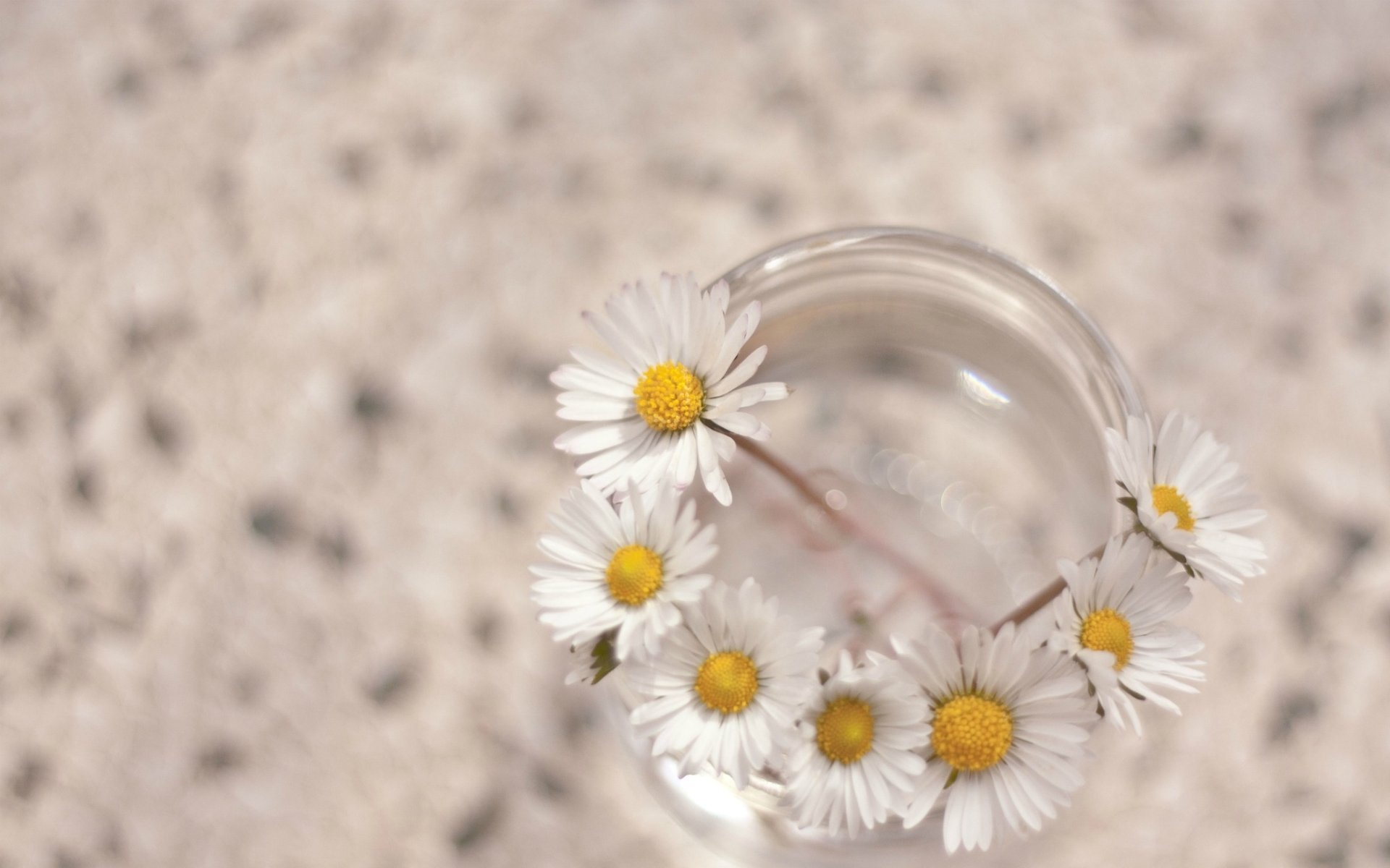 gänseblümchen makro blumen tapete hintergrund weiß blümchen