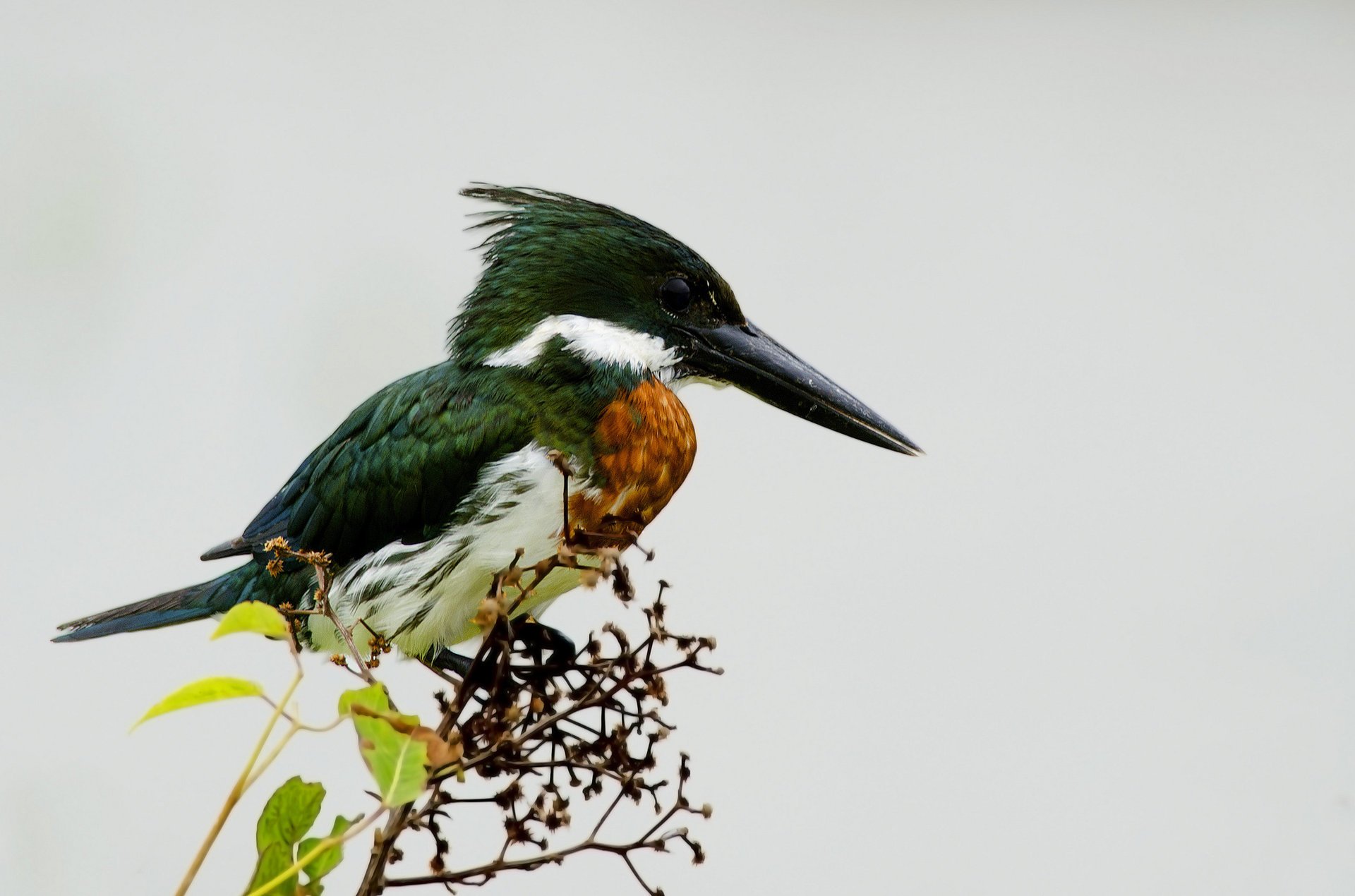 branche fond clair martin-pêcheur feuilles oiseau