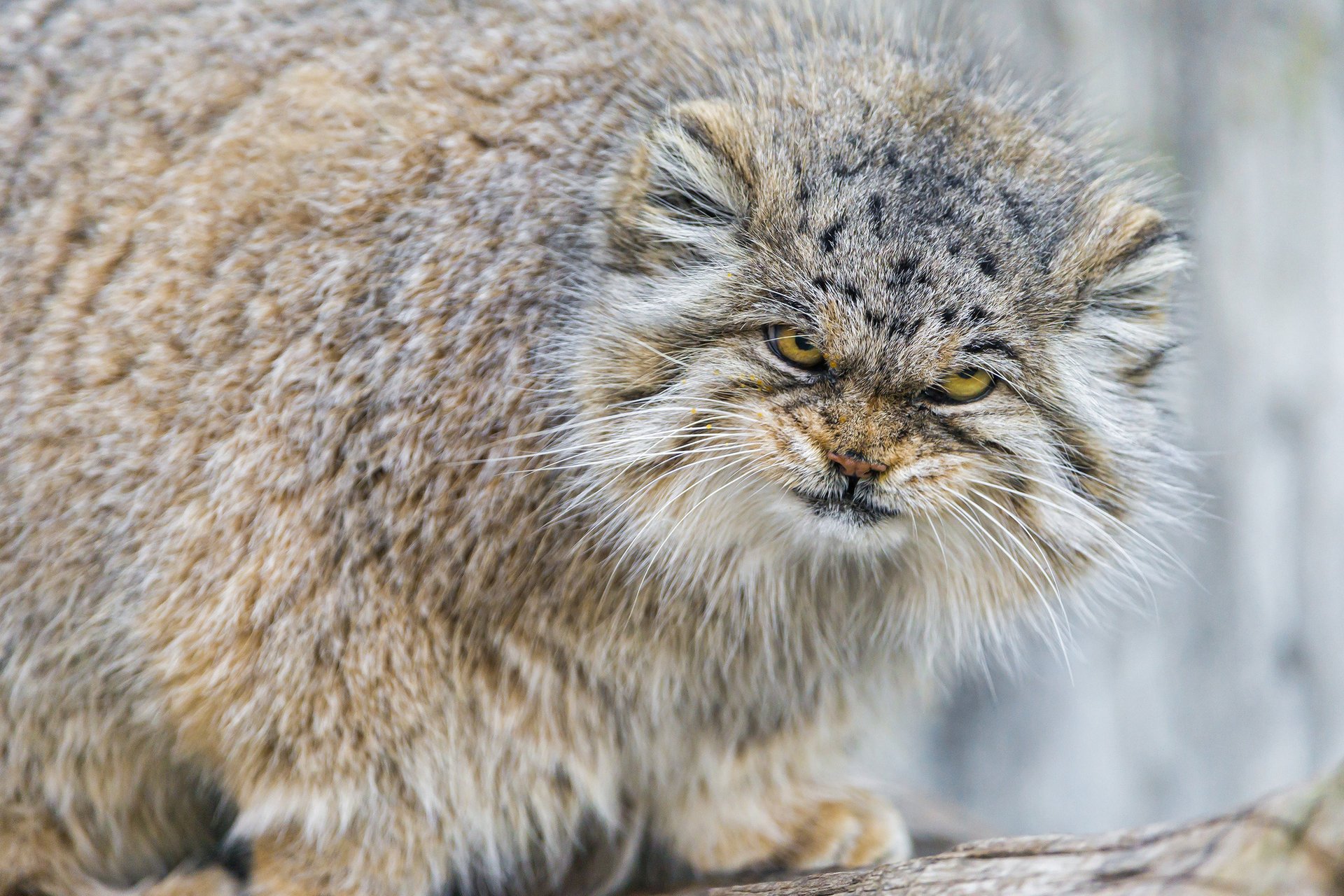 mirada manul enojado gato peludo ctambako el jaguar