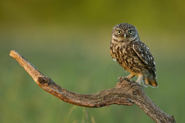 The look of an owl sitting on a dried-up branch