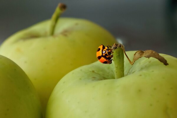 Ladybug on green apples