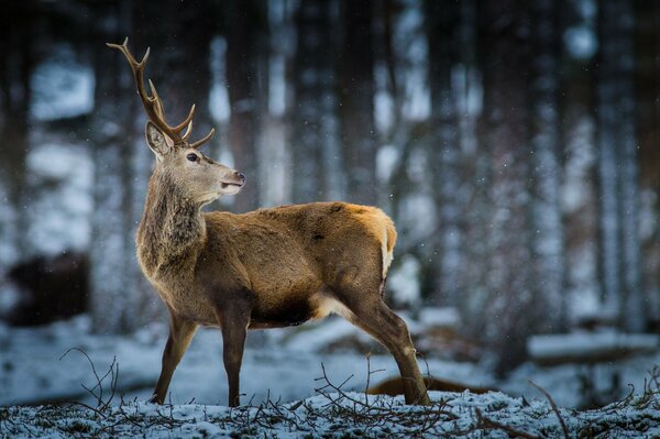 Wild deer with big horns in a snowy forest