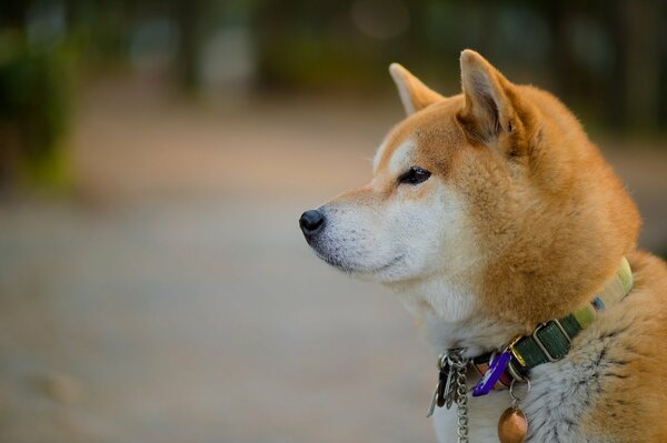 Hund im Originalhalsband