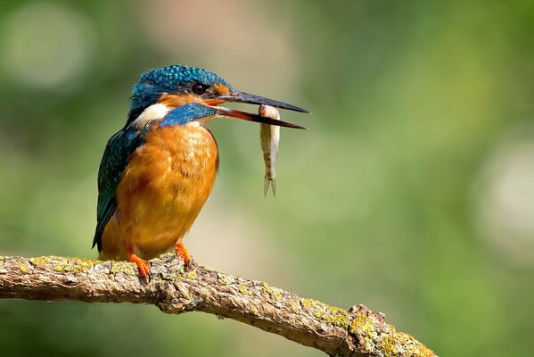 The kingfisher bird holds a small fish in its beak