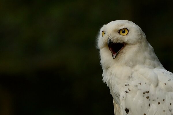 White polar owl with an open beak on a black background