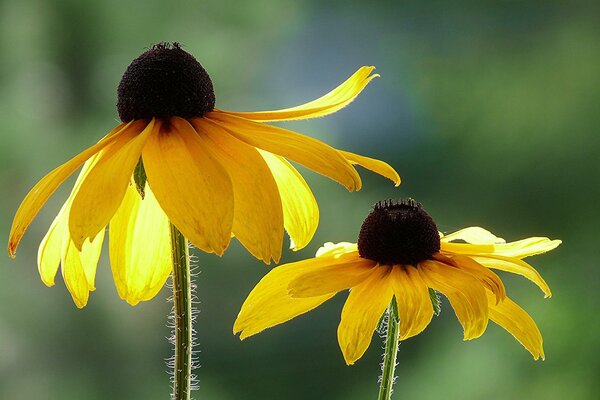 Schöne Rudbeckien , Fotos von Nahaufnahmen von Blumen