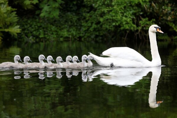 Cigno bianco che galleggia sull acqua con i suoi pulcini su uno sfondo di alberi verdi