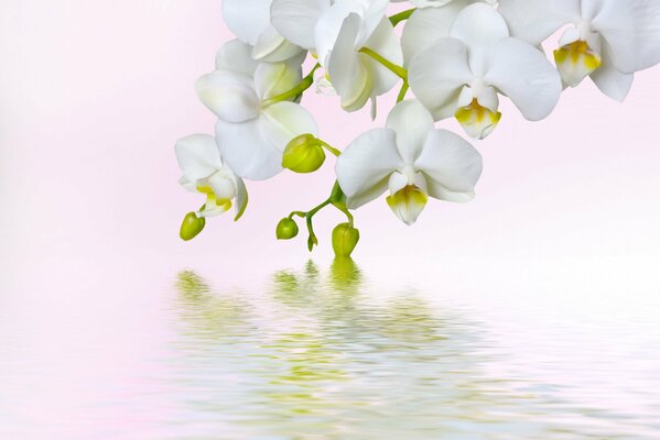 Bouquet of white orchids over the water