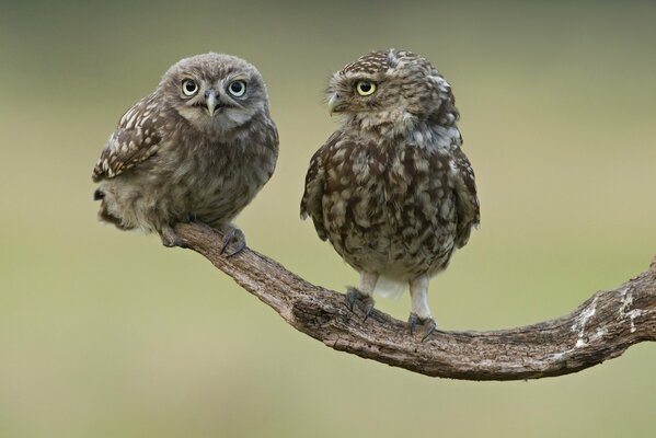 Two owls are sitting on a branch