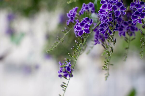 Lila Taube Beerenblüten