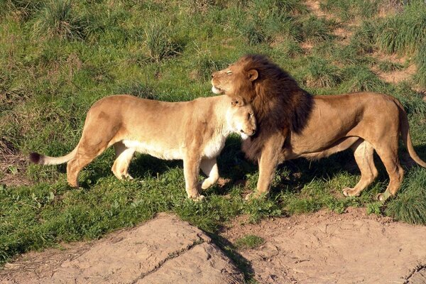 Lion et lionne ensemble dans la savane