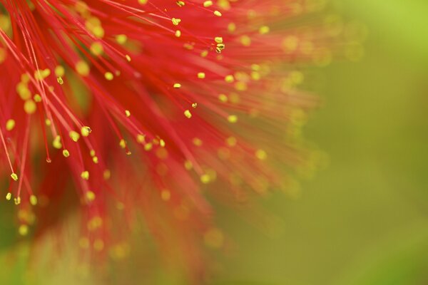 Stamens of a red flower in an enlarged size