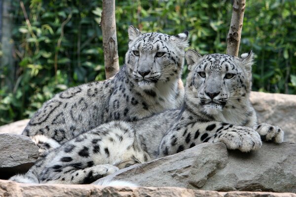 Un par de leopardos de las Nieves yacen sobre una piedra