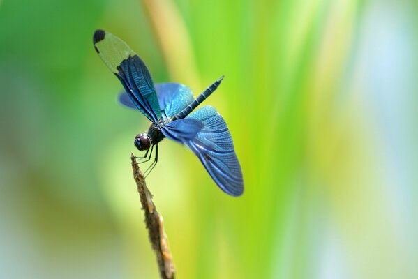 Libellule bleue sur un brin d herbe sur fond flou