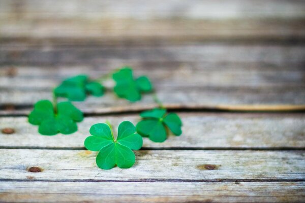 Green leaves in the style of macro photography on a wooden background