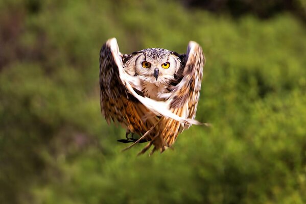 Il gufo ha chiuso le ali in volo sopra la foresta