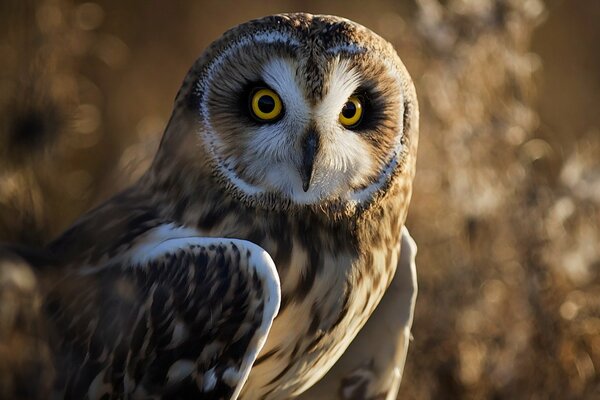 Oiseau hibou avec de grands yeux