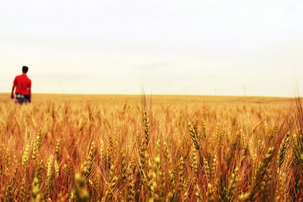 Wheat field with a man in a red T-shirt