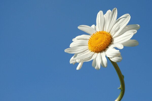 Single daisy flower on a blue background