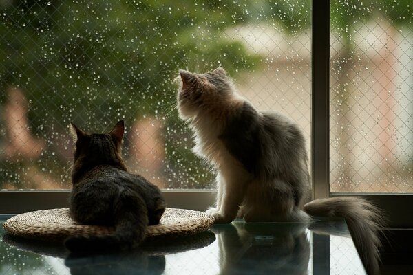 Zwei Katzen starren aus dem Fenster auf den Regen