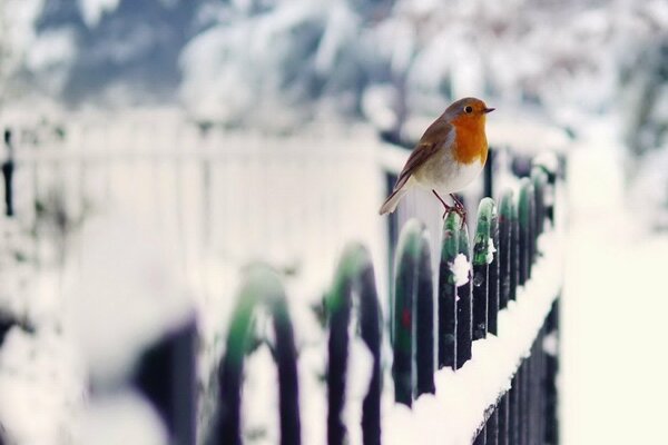 A bird on a snow-covered green fence made of metal rods