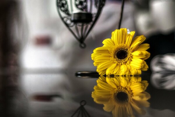 Foto in bianco e nero, fiore giallo, crisantemo