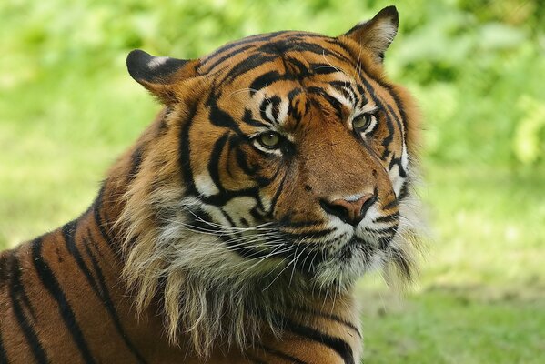 Wild striped cat with a big muzzle