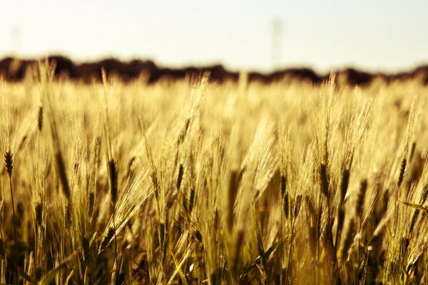 Feld , Ohren, Roggen, Weizen Makro