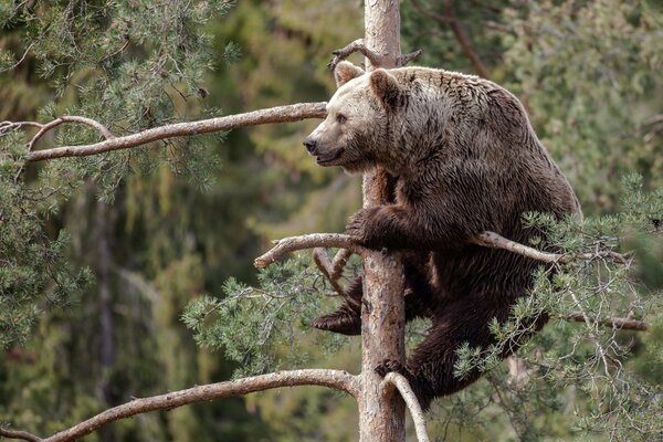 Un gran oso Pardo se sube a un pino con ramas rotas