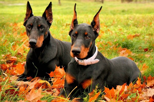 Paire de dobermans et feuilles d érable