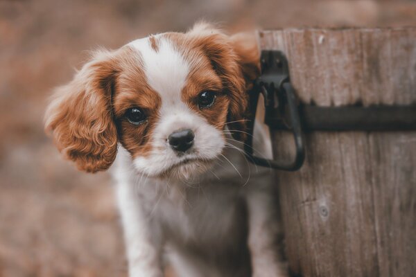 Un cachorro con una mirada triste cerca de un cubo