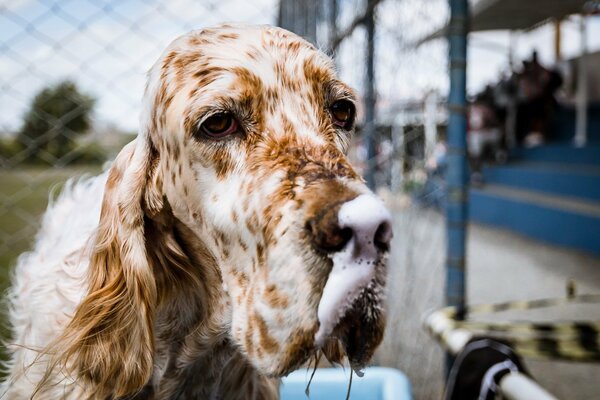 Sad thoughtful look of a dog