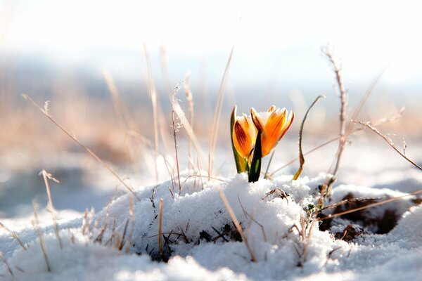 A yellow flower growing out of the snow