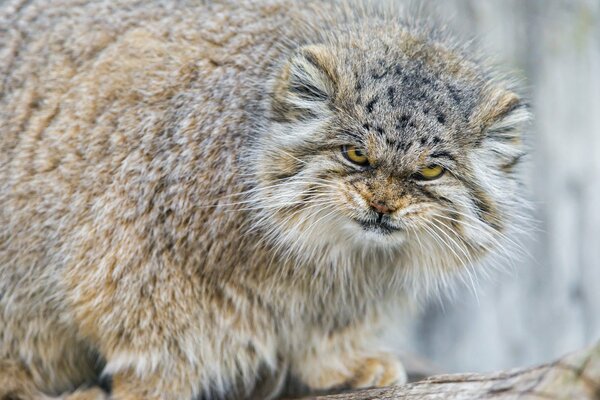 Regard maléfique de manul très moelleux