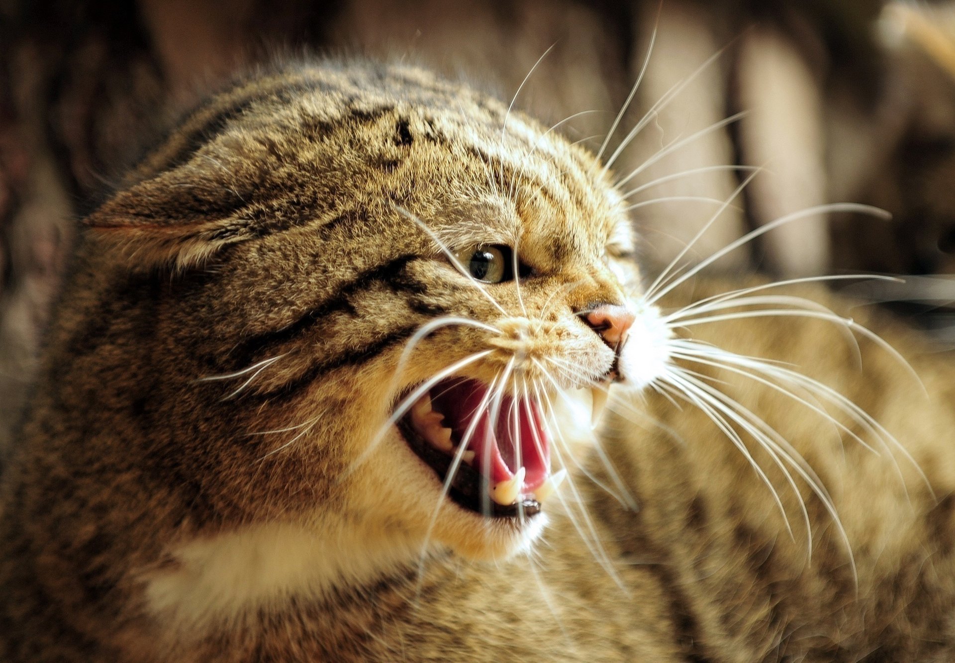 gato del bosque europeo sonrisa gato salvaje hocico