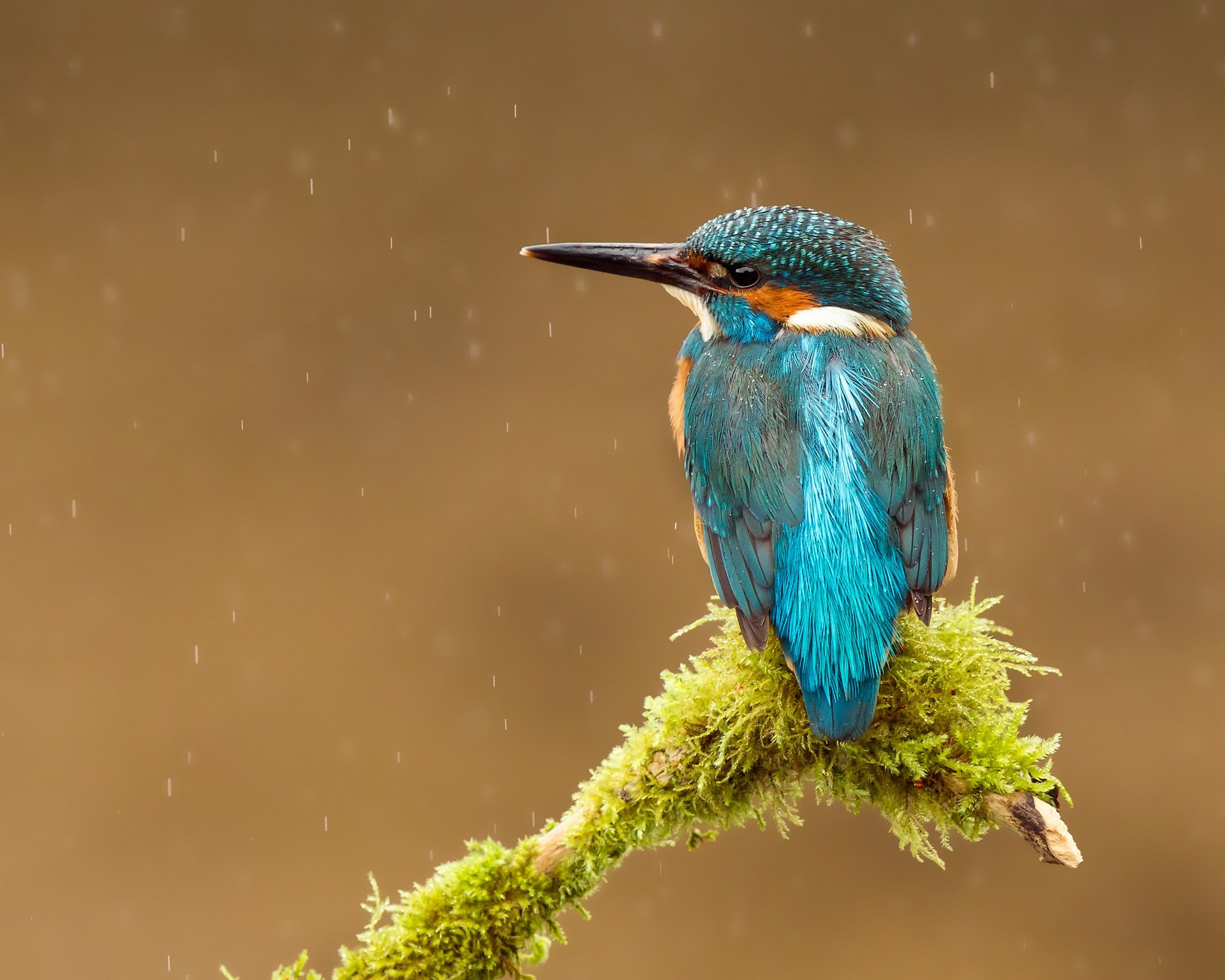 oiseau alcedo atthis kingfisher gouttes martin-pêcheur commun