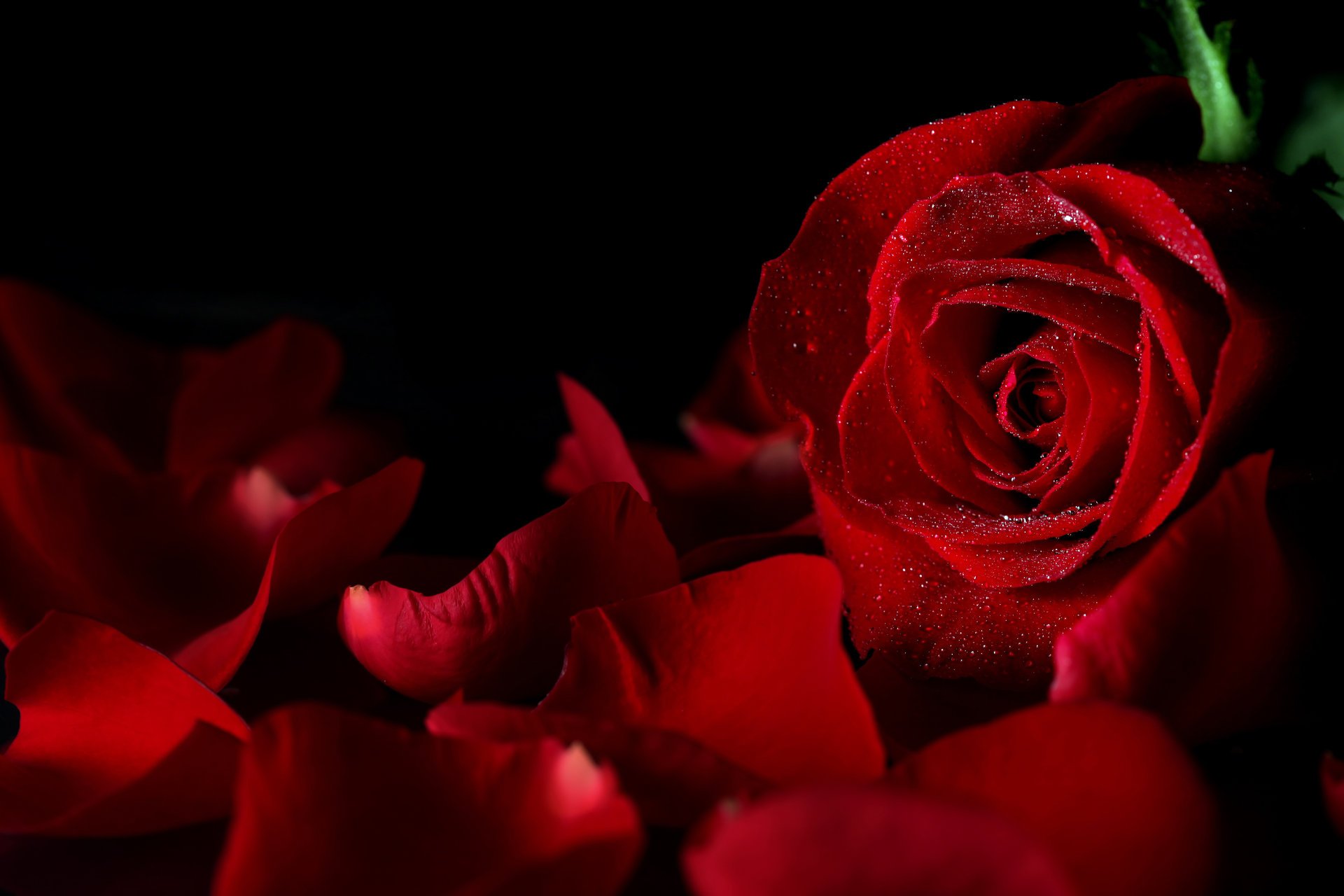 rose flowers drops background red black petals bud