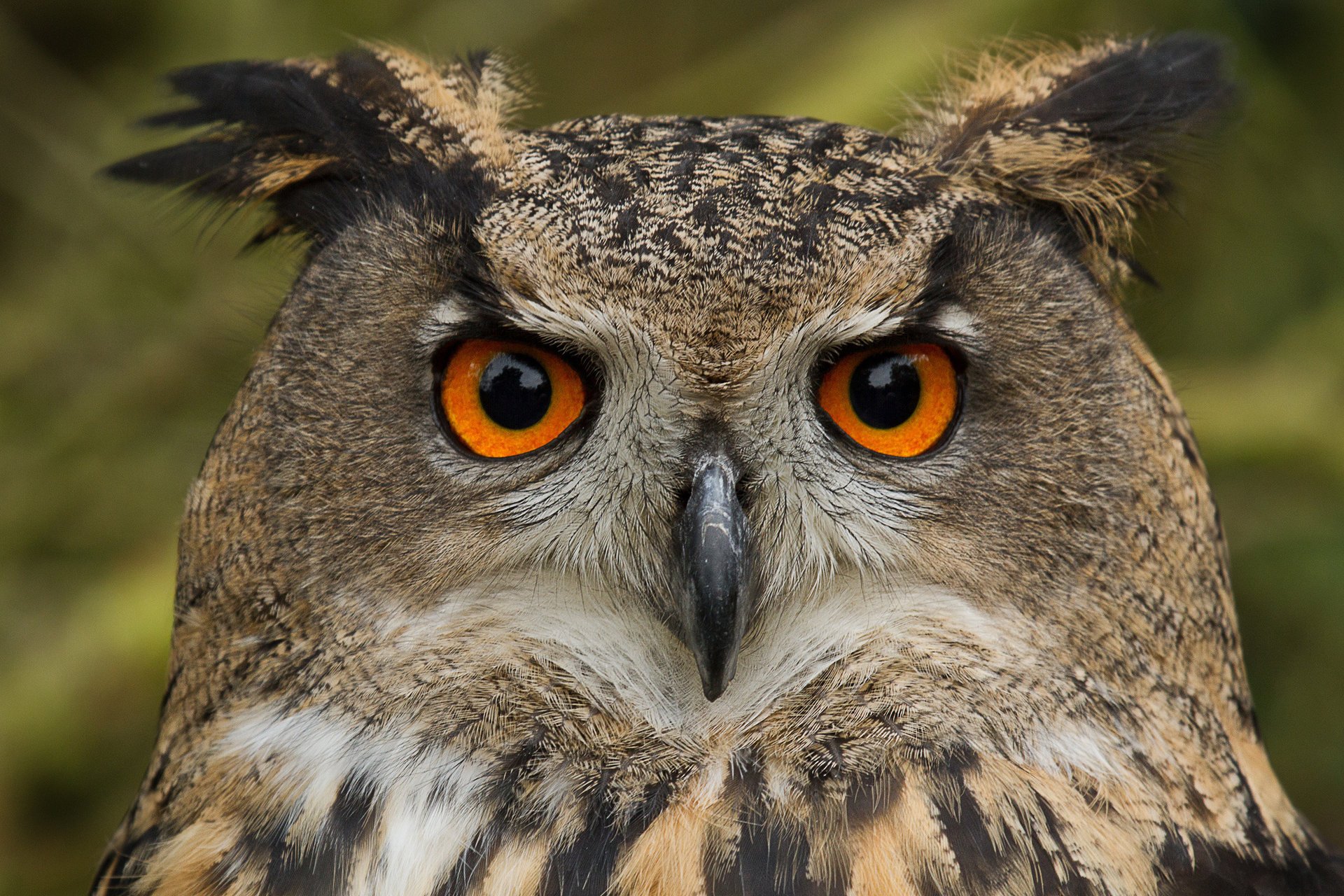 adlereule eule vogel porträt blick