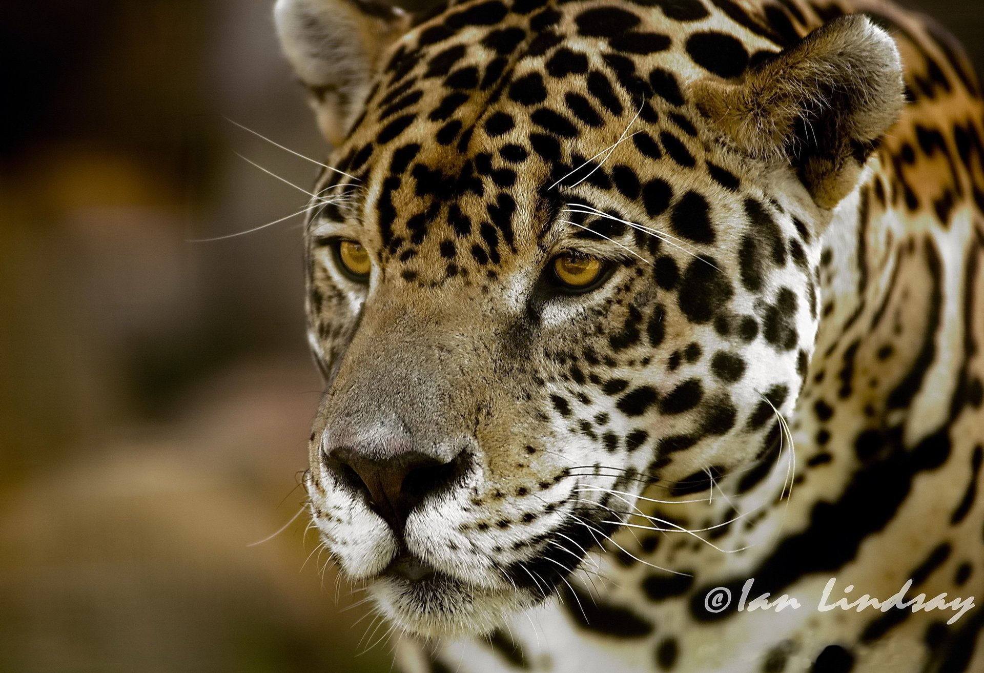 raubtier jaguar blick schnauze